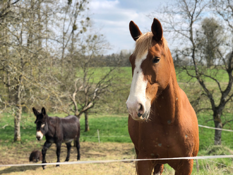 Unser Pferd Gusty und Esel Sina